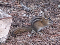 Campground chipmunk